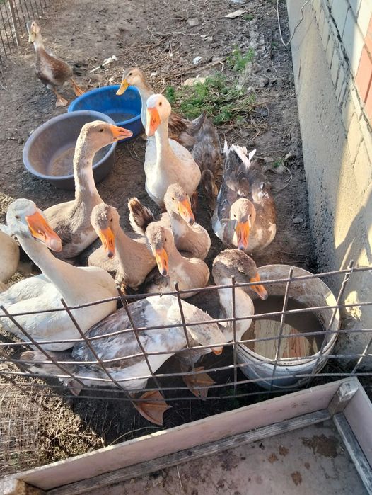 Продам гусей и утей
