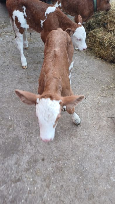 Aduc vitei bălțată românească la comanda