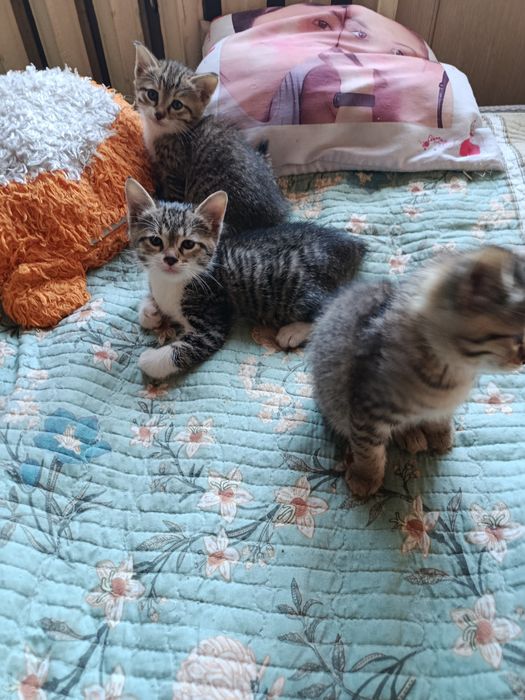 Котята в добрые, ответственные руки