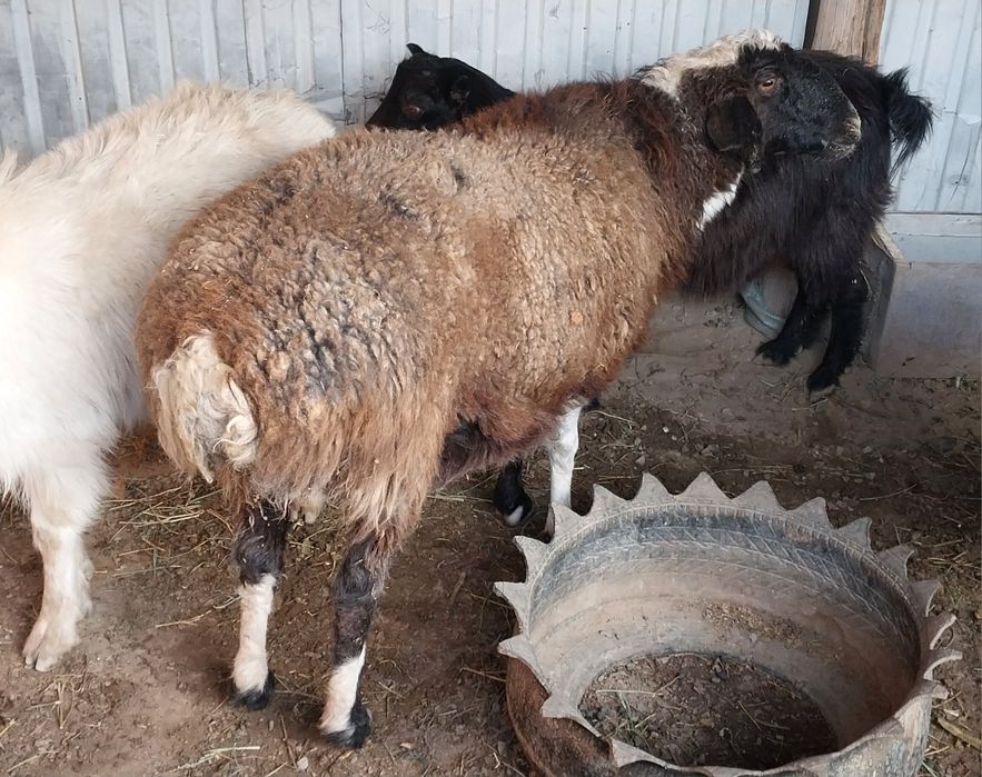 Қой, ешкілер сатылады.