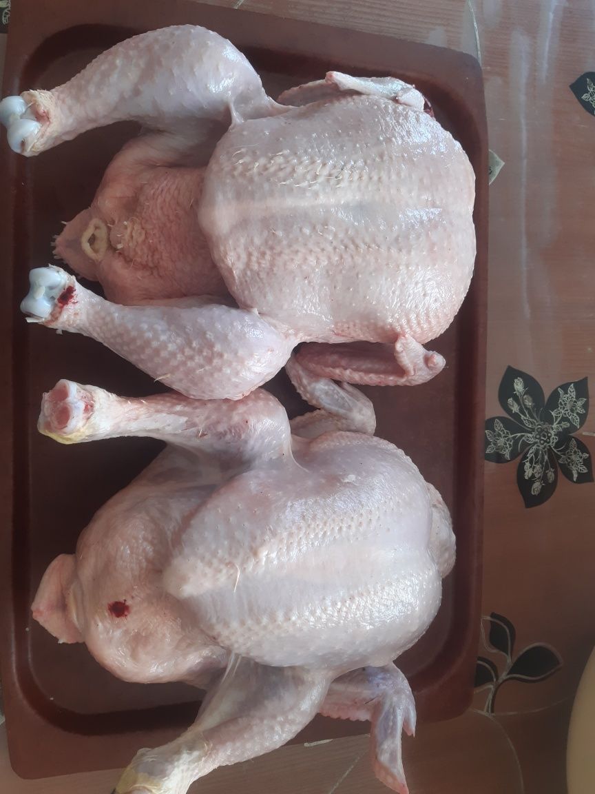 Домашний бройлер