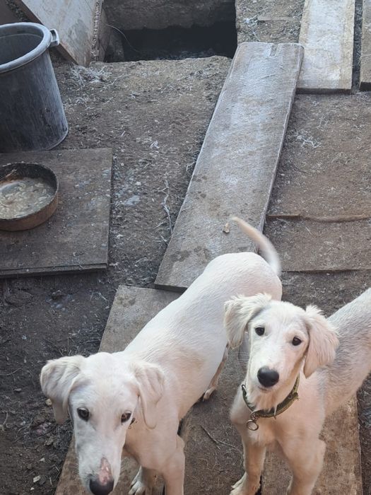 Продам жаргак тазы