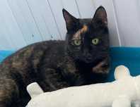 Tortie, pisicuta sterilizata pentru adoptie