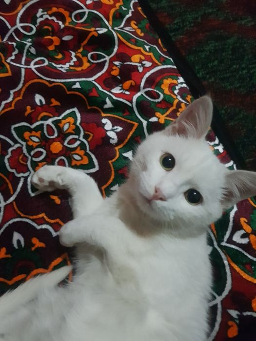 Musshuk bor 3oylik ozoda opoq