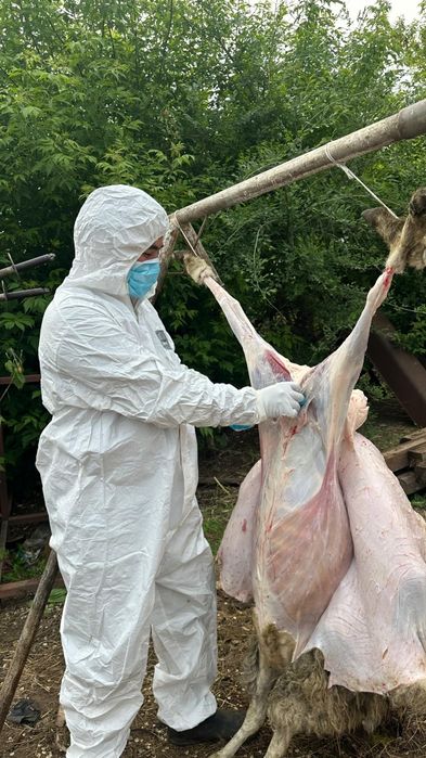 Убой, забой овец