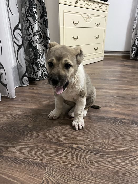 Ciobanesc asia centrala