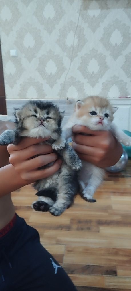 Продам котят от правильной вязки,
