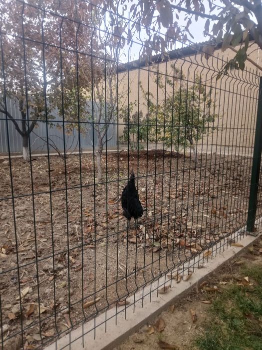 Uhayu horozi sotiladi