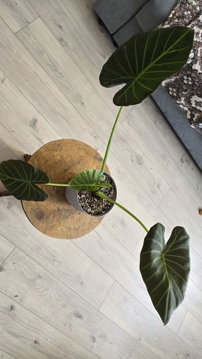 Алоказия. Комнатный цветок. На 4 фото каким будет