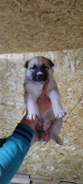 Отдам очаровательных щенков, возраст 1,5, кушают самостоятельно