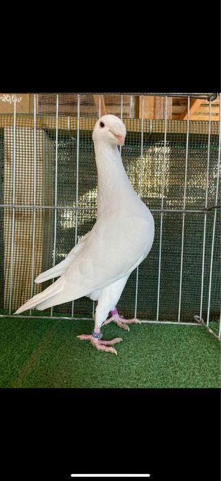 Voiajori germani albi