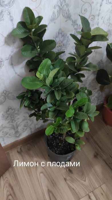 Комнатные цветы .