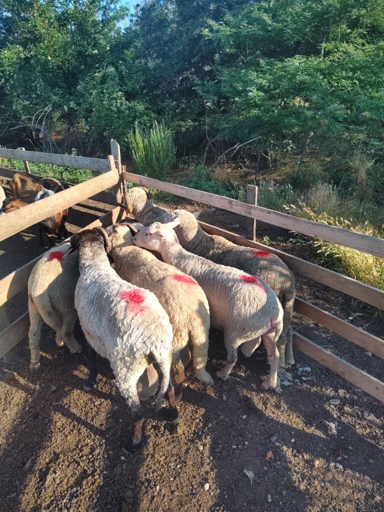 Berbeci de prăsilă