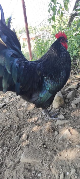 Cocoși Australorp