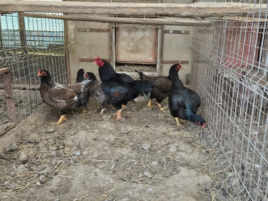 Famili de combatant indian talie mare, de vanzare