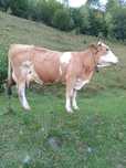 Vand vaca baltata