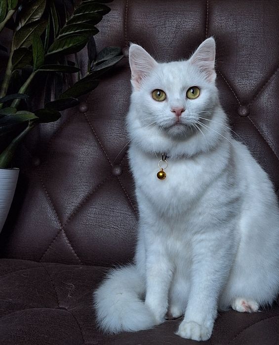 Подари Бэль семью