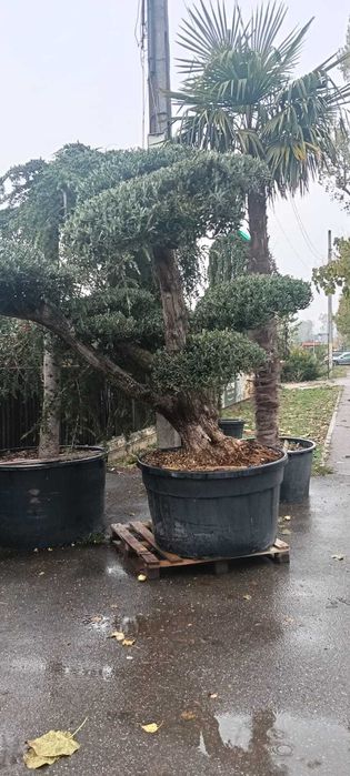 Design și amenajare profesională pentru grădina ta