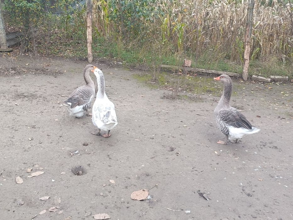 Gâște  de vânzare