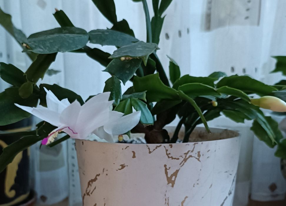 Комнатные растения