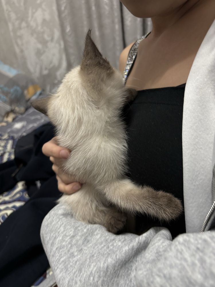 Мысық кошка.      .
