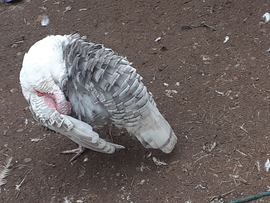 Vând curcani tineri crescuți în sistem gospodaresc