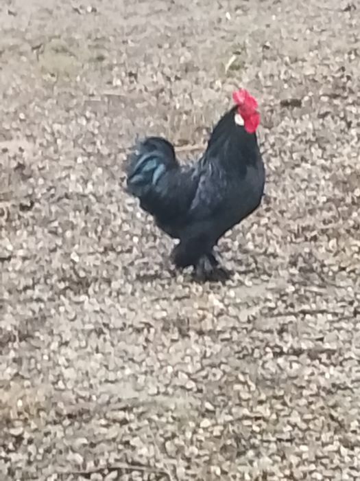 Vând cocoș american vârstă opt luni