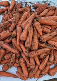 Морковь сорт каскад