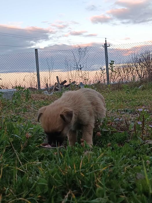 Caine pentru adoptie