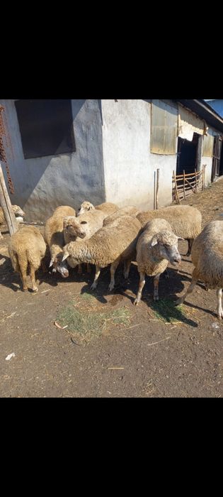Vând 10 oii de tăiat