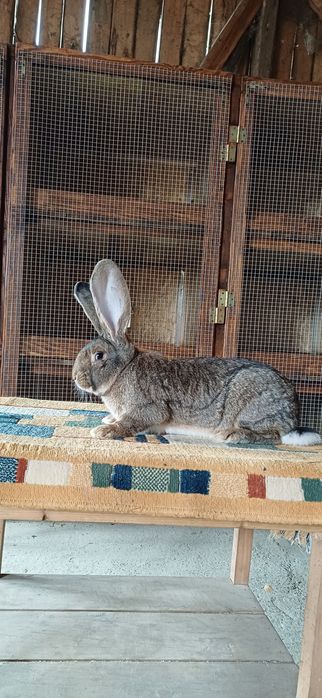 Doi masculi uriaș german chinchila si gri