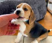 Pui beagle original