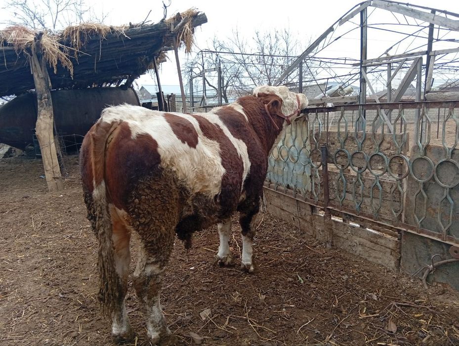 Simental novos 2 yoshda