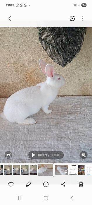 Femele hycole francez 5 luni