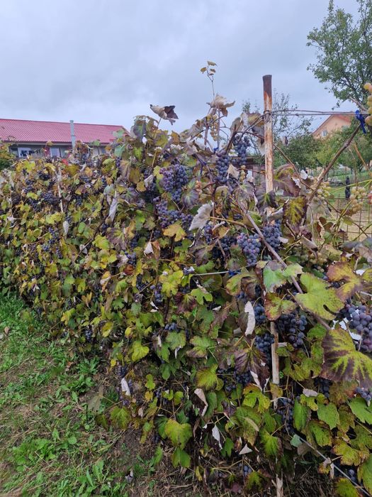 Vand struguri negri pentru vin