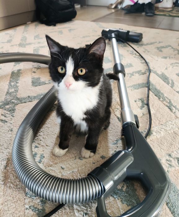 Котенок домашний, девочка