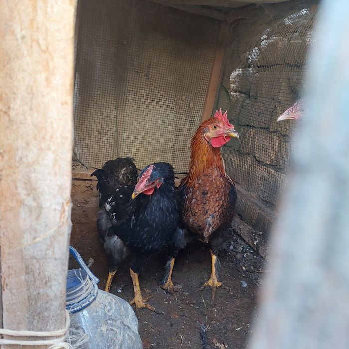 Tovuqlar sotiladi xoroz