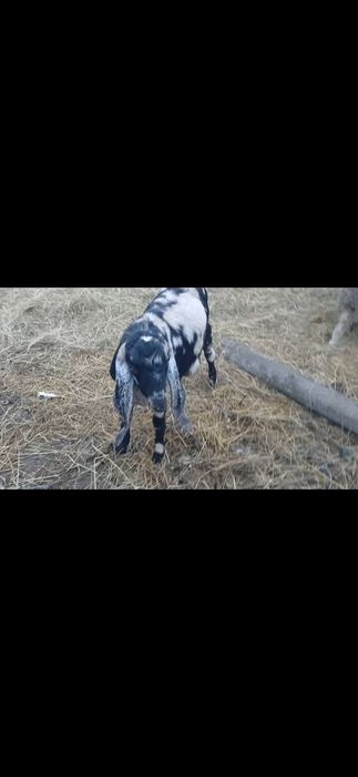 Vând țap aglo nubian
