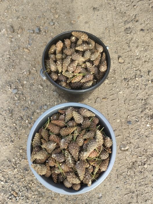 Сосновая шишка,не дорого.