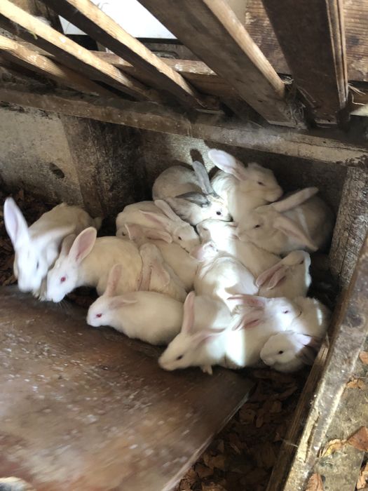 Iepuri Neozeelandez alb