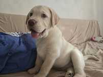 Pui Labrador Retriever pedigree tip A- mascul