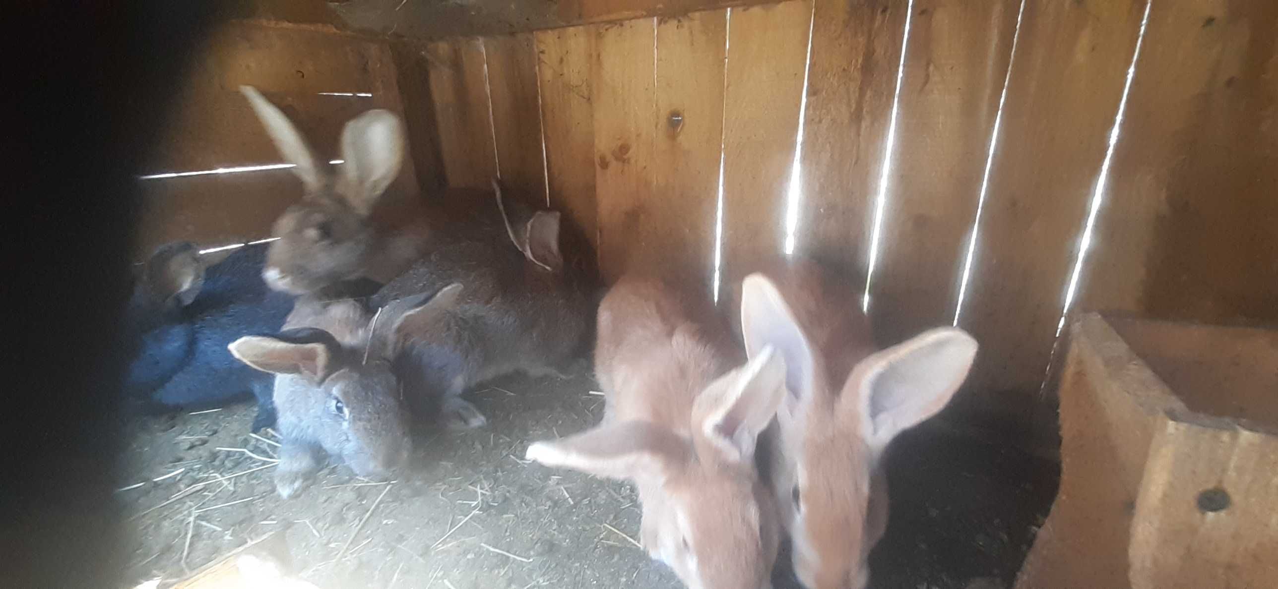 De vânzare iepuri hicol
