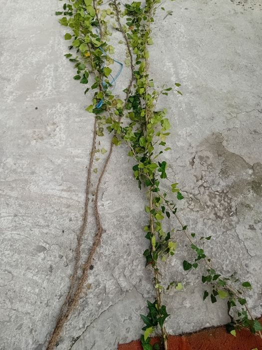 Vând iederă curgătoare plantă cu frunza veșnic verde