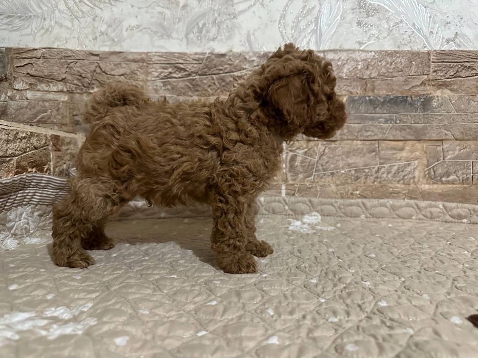 Продаются щенки пуделя