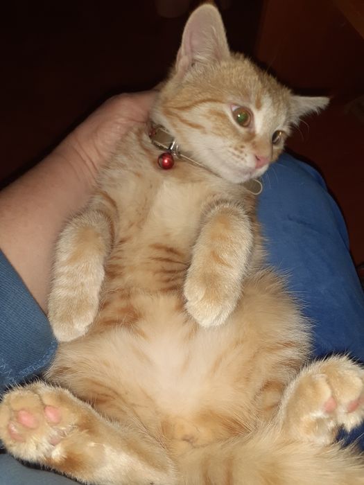 Отдам котёнка девочку 4 месяца