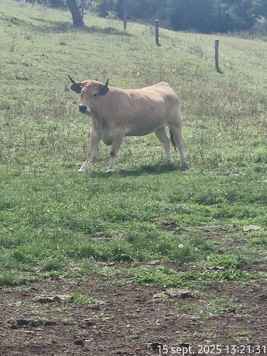 Vand 25 Juninci Gestante Aubrac