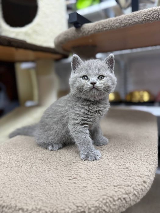Котенок скотиш страйт