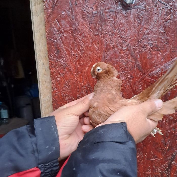 Porumbei jucători de călărași