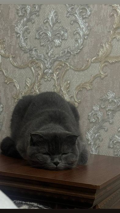 Шотландская вислоухая кошка