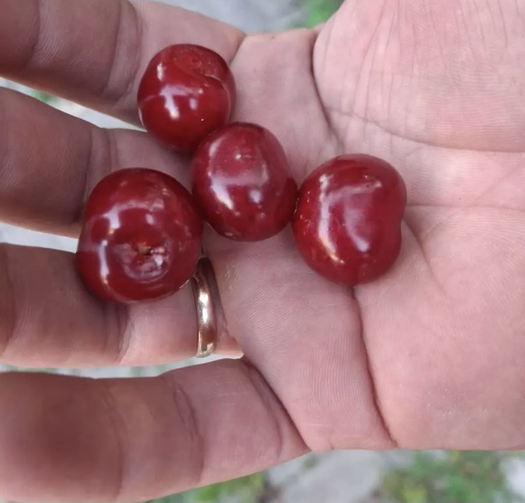 Продам домашнюю вишню